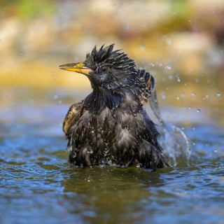 Starling (Sturnus vulgaris), bathing, biosphere reserve, Swabian Alb, Baden-Württemberg, Germany