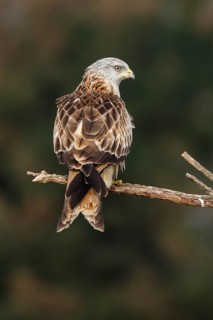 Red Kite (Milvus milvus), perched on a branch, Castile and Leon, Spain