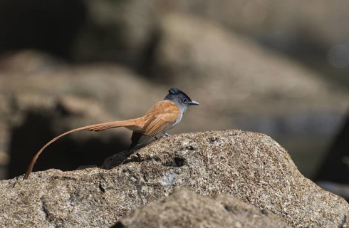 Asian Paradise Flycatcher (Terpsiphone paradisi), Phitsanulok, Thailand