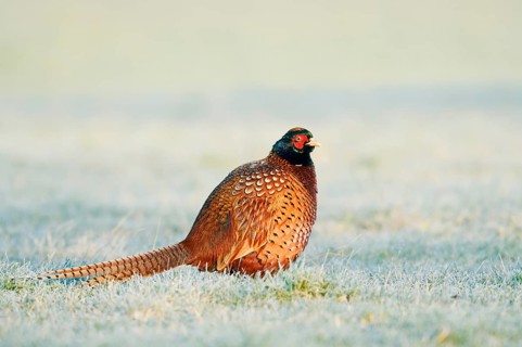Hunting pheasant (Phasianus colchicus), cock in a meadow with hoar frost, North Rhine-Westphalia,