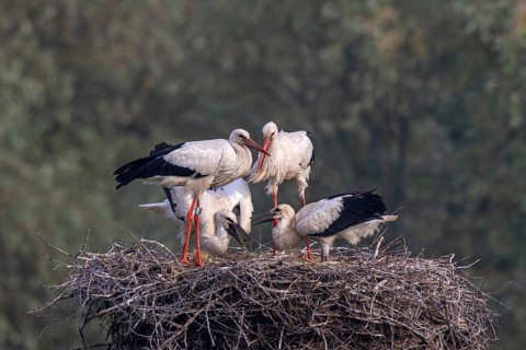 White Stork (Ciconia ciconia) adults with juveniles in nest, Netherlands