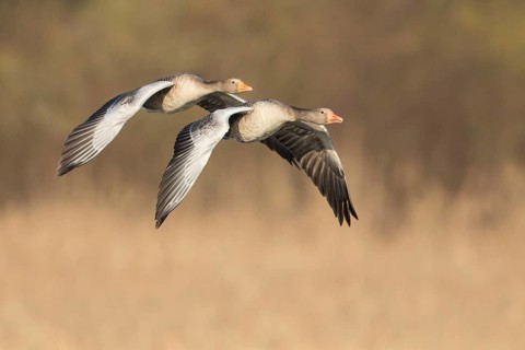 Greylag Goose (Anser anser) pair flying, North Rhine-Westphalia, Germany