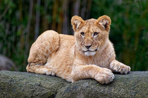 Young African lion (Panthera leo), animal portrait, captive, Germany