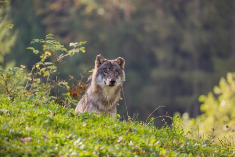 A eurasian gray wolf (Canis lupus lupus) stands on a hill, watching something