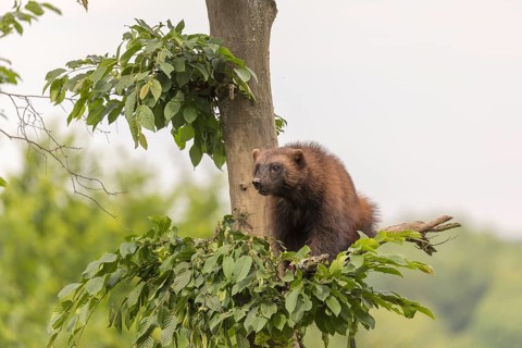 One wolverine, (Gulo gulo), sitting high in a tree. A hazy sky and some green trees in the