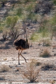 Juvenile common ostrich (Struthio camelus), Kgalagadi Transfrontier National Park, Northern Cape,