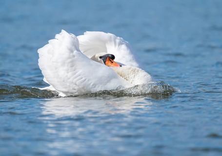 Mute swan (Cygnus olor) swimming in imposing pose on a pond, Thuringia, Germany