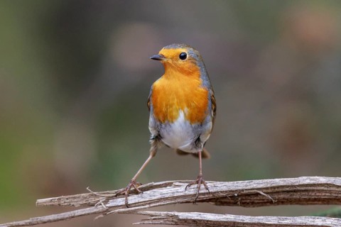 European Robin (Erithacus rubecula) perched on a branch, North Rhine-Westphalia, Germany