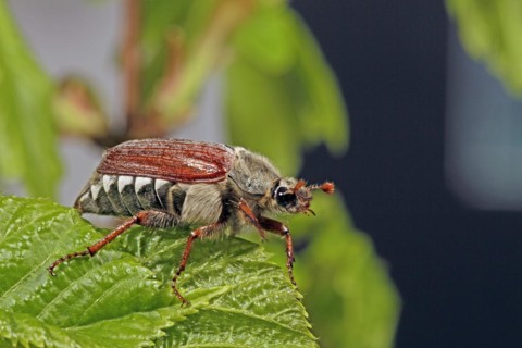Cockchafer (Melolontha)