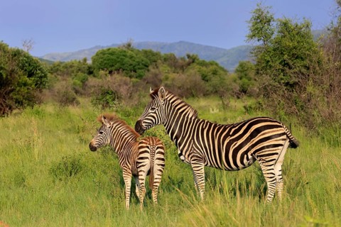 Burchell's zebra (Equus quagga burchelli), Burchell's zebra, adult, female, mother, young animal,
