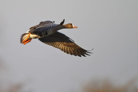 Greater White-fronted Goose (Anser albifrons) flying, North Rhine-Westphalia, Germany