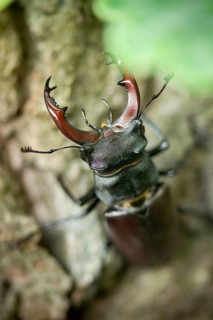 Thundergugi, firecracker, stag beetle, hornschröter, Lucanus cervus, Schröter, Beetle, Coleoptera,