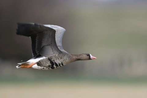 Greater White-fronted Goose (Anser albifrons) flying, North Rhine-Westphalia, Germany