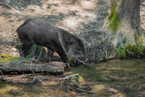 A collared peccary (Dicotyles tajacu) crosses a small creek in a forest