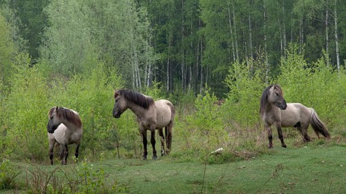 Equus Caballus sspec., horse, konic, odd-toed ungulates, perissodactyla, domesticated animals, pet,