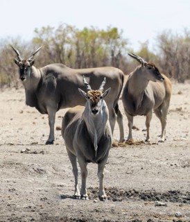 Common eland (Taurotragus oryx), three males in the savannah, Etosha National Park, Namibia