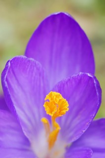 Crocus (Crocus spec.), flower detail, North Rhine-Westphalia, Germany