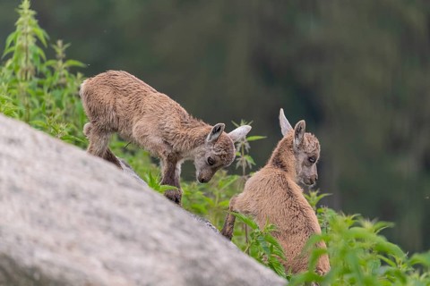Two baby ibex (Capra ibex) playing on rocks. Some green vegetation around and a forest in the