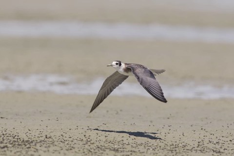 Black Tern (Chlidonias niger) flying, California, USA