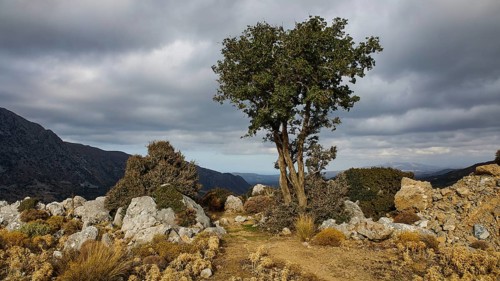 A single tree stands symbolically in the middle of a rugged, rocky landscape under an overcast sky,