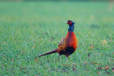 Common Pheasant (Phasianus colchicus) male, North Rhine-Westphalia, Germany
