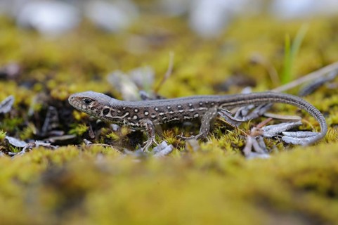 A young sand lizard sitting on moss, animals, amphibians, lizards, sand lizards (Lacerta agilis),