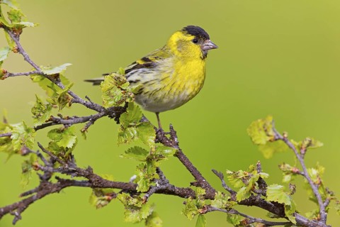 Siskin, (Carduelis spinu), animals, birds, siskin, subfamily of goldfinches, Varanger Bird Park,