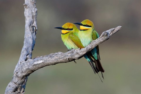 Rainbow Bee-eater (Merops ornatus) pair perched on a branch, South Australia, Australia