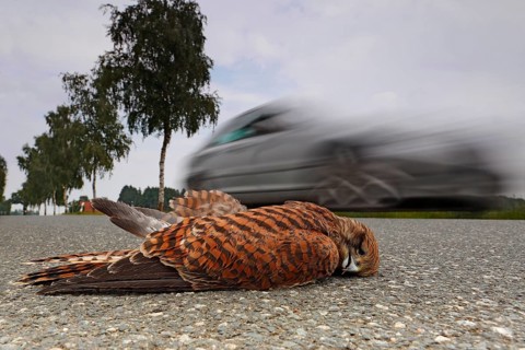 Common Kestrel (Falco tinnunculus) dead female on the road, Saxony-Anhalt, Germany