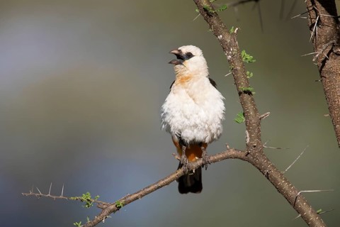 White-headed Buffalo Weaver (Dinemellia dinemelli) singing, perched on a branch, Tarangire,