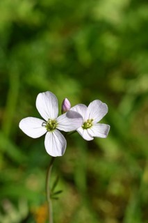 Meadow foamwort (Cardamine pratensis), cuckoo flower, lady's mantle in bloom, Wilnsdorf, North
