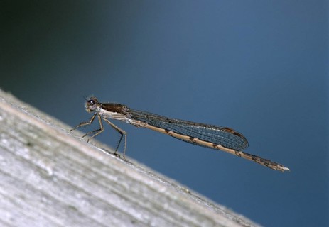 Common winter dragonfly, Sympecma fusca, winter damselfly, damselflies, dragonflies, insects, leo,