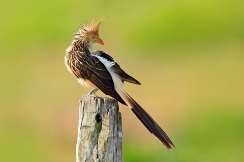 Guira cuckoo, Guira guira, in nature habitat, bird sitting in perch, grey bird, Mato Grosso,