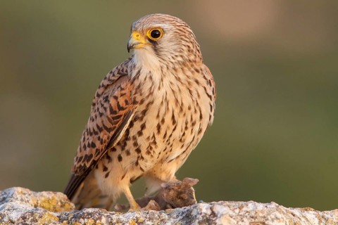 Lesser Kestrel (Falco naumanni), female eating a mouse, Castile-La Mancha, Spain