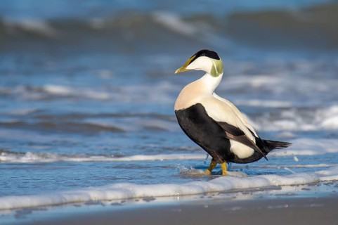 Eider duck (Somateria mollissima), North Sea, Heligoland, Schleswig-Holstein, Germany