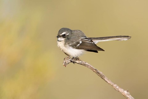 Grey Fantail (Rhipidura albiscapa albicauda) perched on a branch, Northern Territory, Australia