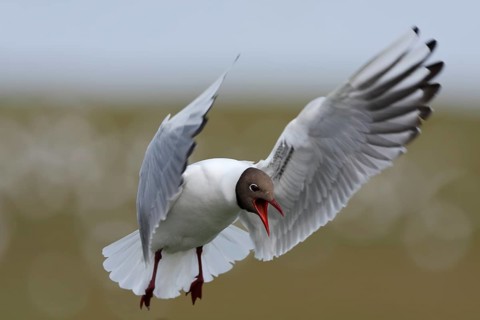 Black-headed Black-headed Gull (Chroicocephalus ridibundus), flight study, individual in flight,