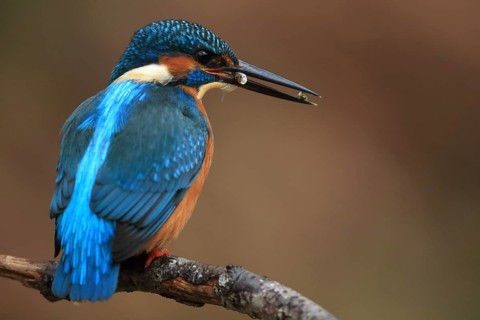 A kingfisher perched on a branch with a fish it has caught, with bright blue and orange plumage,