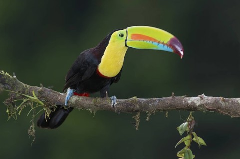 Keel-billed Toucan (Ramphastos sulfuratus), Costa Rica