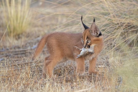 Caracal (Caracal caracal) cub carrying House Sparrow (Passer domesticus), Castile-La Mancha, Spain