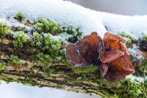 Auricularia auricula-judae, auricularia sambucina, black fungus, Chinese morel, hirneola auricula