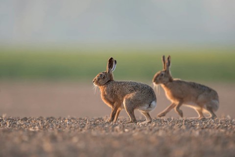 European Hare (Lepus europaeus) pair on farmland, North Rhine-Westphalia, Germany