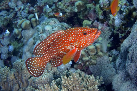 Jewelled grouper (Cephalopholis oligosticta)