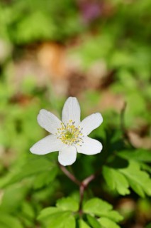 Wood anemone (Anemone nemorosa), flower, close-up, early bloomer, spring, Wilnsdorf, North