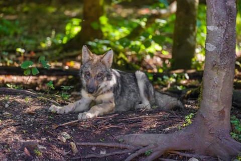 A grey wolf pup (Canis lupus lupus) rests on the forest floor close to a tree