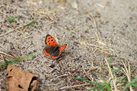 Small copper, September, Mecklenburg-Western Pomerania, Germany