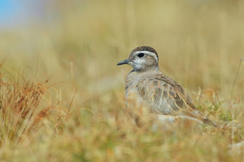 Eurasian Dotterel (Charadrius morinellus) juvenile, Abruzzo, Italy