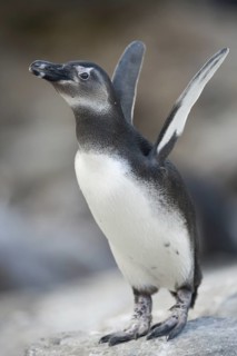 African Penguin (Spheniscus demersus), South Africa