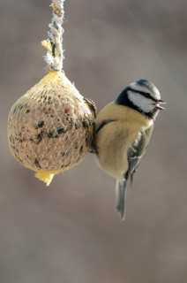 Blue tit, parus caeruleus, birds, feeding, high size, portrait format, tits, passeri, songbirds,