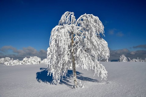 Snowy tree near the summit of the Hornisgrinde, 1164 meters, near Seebach, Ortenaukreis, Black
